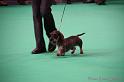 Crufts2011_2 749